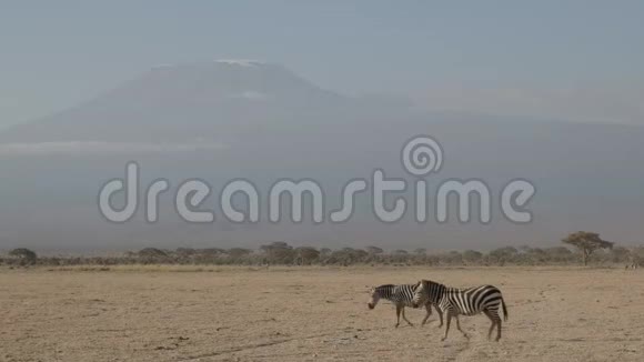 肯尼亚安博塞利的两匹斑马和乞力马扎罗山视频的预览图
