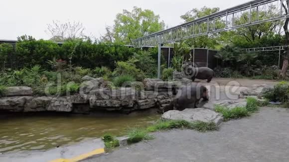 上海动物园水库里的河马慢动作录像视频的预览图