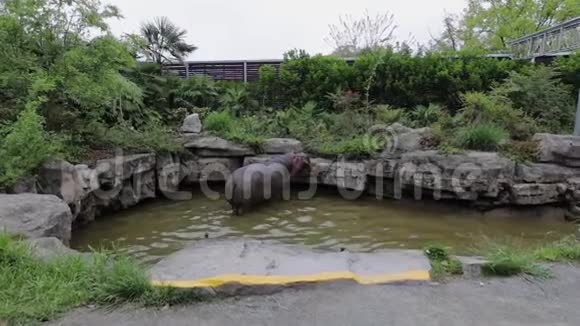上海动物园水库里的河马慢动作录像视频的预览图