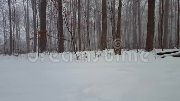 冬季暴风雪期间的森林景观在美丽的林地大雪纷飞视频的预览图
