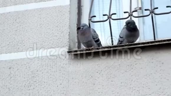 两只鸟鸽子坐在一堵混凝土墙的背景上的窗户上视频的预览图
