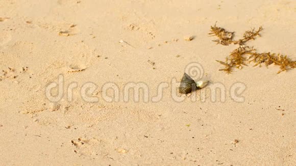 螃蟹寄居蟹在沙滩上爬行视频的预览图