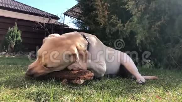 嬉戏的拉布拉多小狗在草地上咬着一根棍子视频的预览图