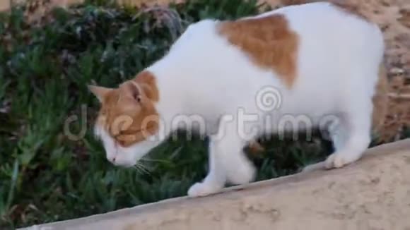红白猫嗅着食物视频的预览图
