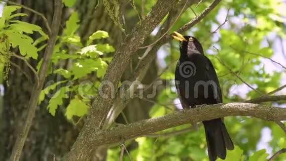 美丽的黑鸟站在树上视频的预览图