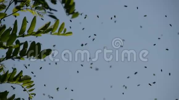 蜂群在一棵蝗虫树的枝旁飞来飞去视频的预览图
