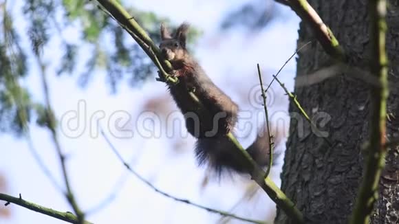 红松鼠在树上的森林里视频的预览图