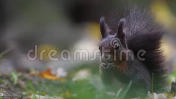 地面上森林中的红松鼠视频的预览图
