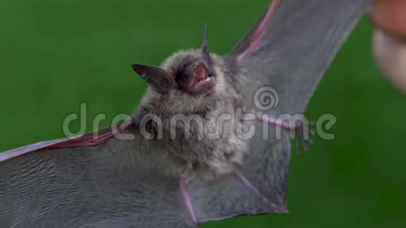 手上有张开翅膀的蝙蝠视频的预览图