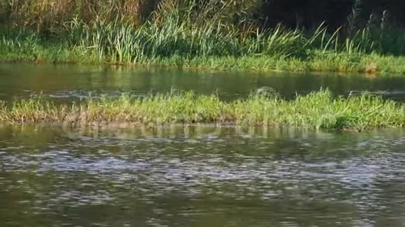 一个大河草岛漂浮在河边而几只天鹅也跟着它视频的预览图