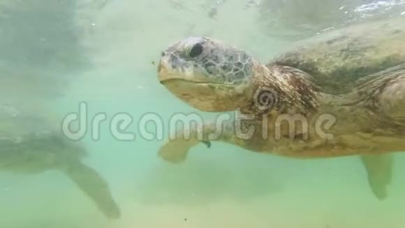 水下4k镜头两只绿海龟在海底游泳视频的预览图