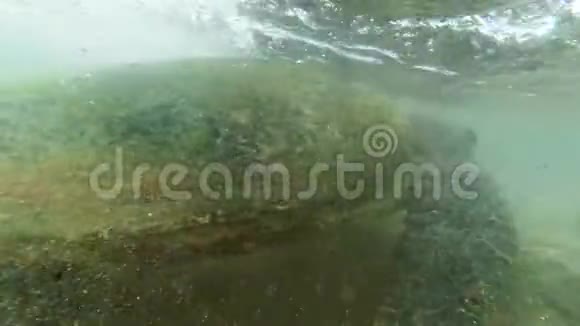 4k视频镜头在水下潜水聚焦于生活在斯里兰卡海岸的大绿海龟视频的预览图