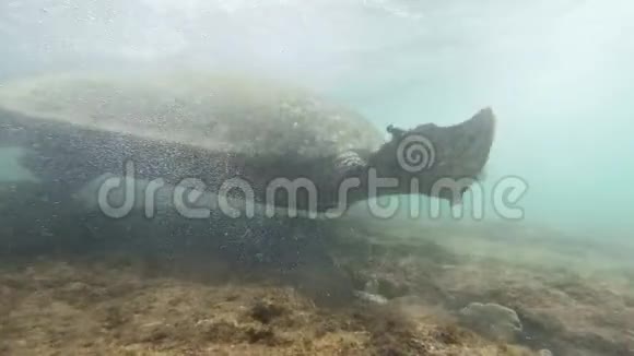 海洋海岸的4k大绿海龟在珊瑚堆上方游动的水下镜头视频的预览图