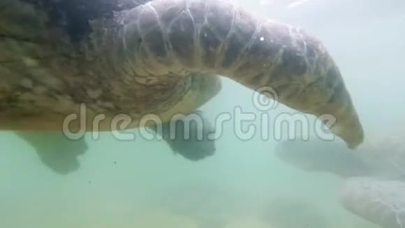 印度洋野生动物的4k水下视频视频的预览图