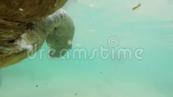 特写4k水下绿海龟大家庭游泳海滩视频视频的预览图