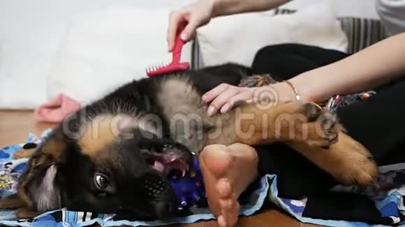 一个女人正在照顾她的德国牧羊犬用狗刷梳理小狗头发视频的预览图