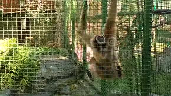 猴子坐在笼子里发出叫声视频的预览图