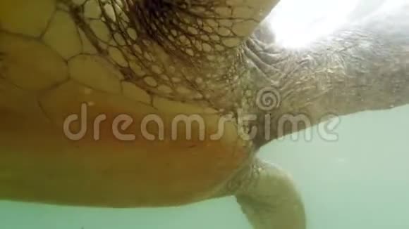 特写4k绿海龟在海里游泳时活动鳍的视频视频的预览图