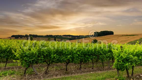 日落时美丽的葡萄园环游法国波尔多视频的预览图