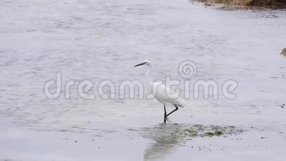 白鹭在海里钓鱼视频的预览图