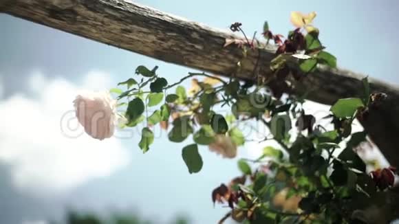 粉红玫瑰法国视频的预览图