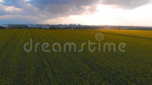 在雷云的背景下飞过一片向日葵的田野视频的预览图