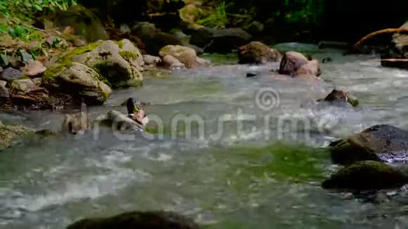 鸭子在森林溪流中游食视频的预览图