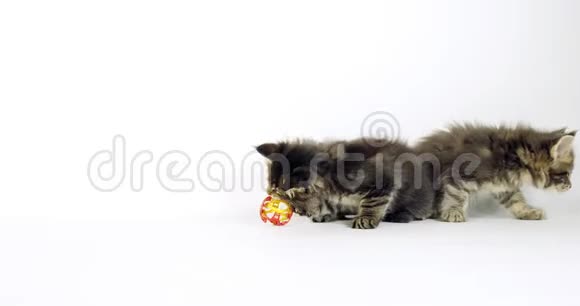 棕色斑纹斑猫和棕色斑纹斑猫缅因州库恩家猫在白色背景下玩耍的小猫诺曼底一世视频的预览图