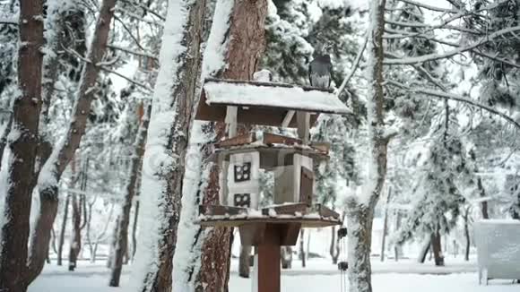 在寒冷的森林或公园里在寒冷的雪冬里有一个很好的木制鸟舍或送鸟器或飞鸽视频的预览图