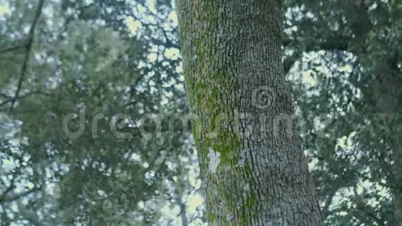 树干上有青苔视频的预览图