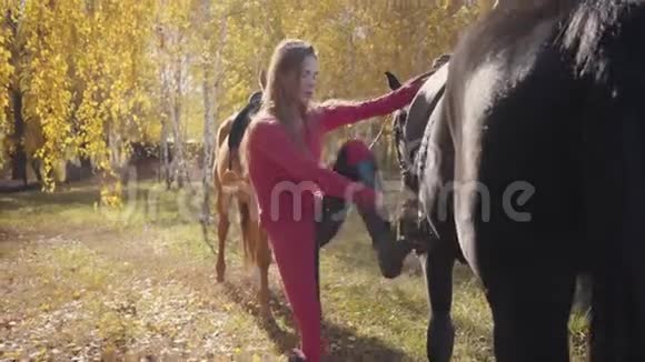 年轻的白种人黑发女子在秋天的森林里骑着黑色的优雅的马专业女性马术视频的预览图