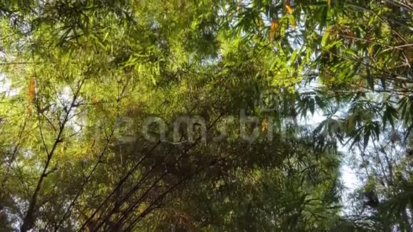 热带雨林中的竹树视频的预览图