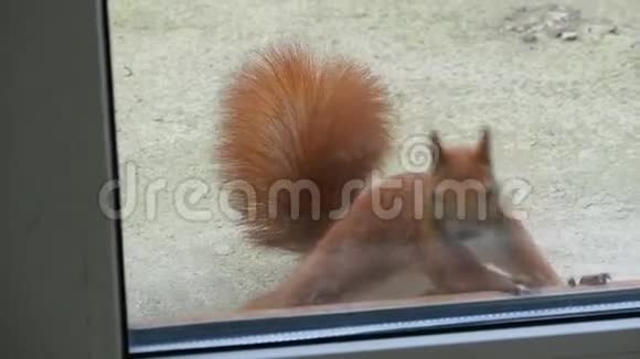 松鼠透过窗户看视频的预览图