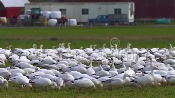阳光明媚的一天一大群雪雁栖息在绿色的农场土地上视频的预览图