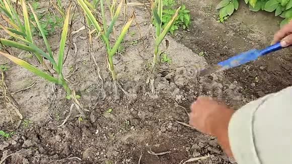 夏天干农活的他挖出成熟的大蒜视频的预览图