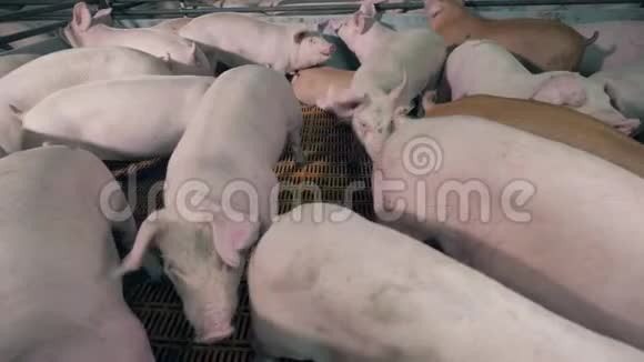 养猪场院子里的猪群视频的预览图