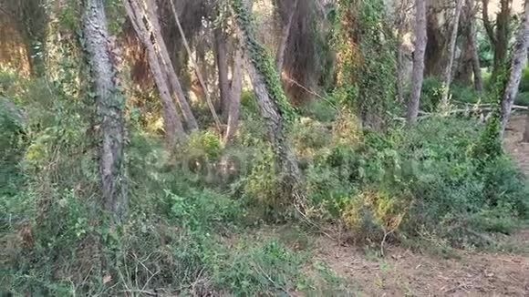 森林中常春藤覆盖的松树视频的预览图