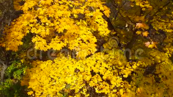 森林里的秋天秋天的色彩视频的预览图