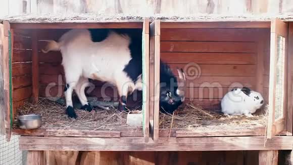 一只山羊站在兔子笼子里吃东西视频的预览图