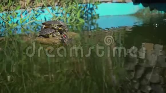 海龟坐在石头上晒太阳小海龟在湖上晒太阳视频的预览图