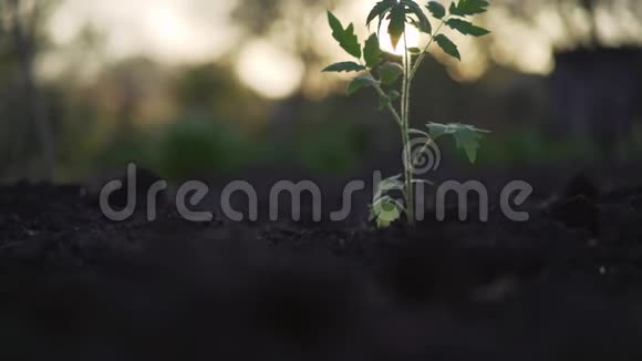准备种植的泥炭盆中的番茄幼苗种一个小番茄视频的预览图