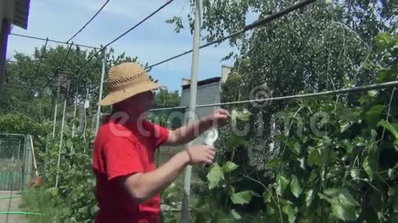 戴帽子的年轻人用子割葡萄树视频的预览图