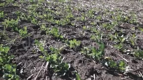 春天的油菜田田野上的绿色油菜视频的预览图