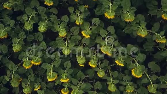 鸟瞰一片盛开着美丽金色的大葵花田视频的预览图
