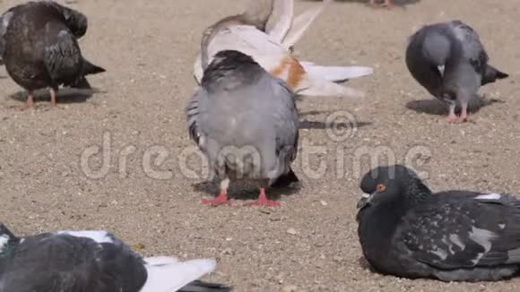 沙滩上的鸽子视频的预览图