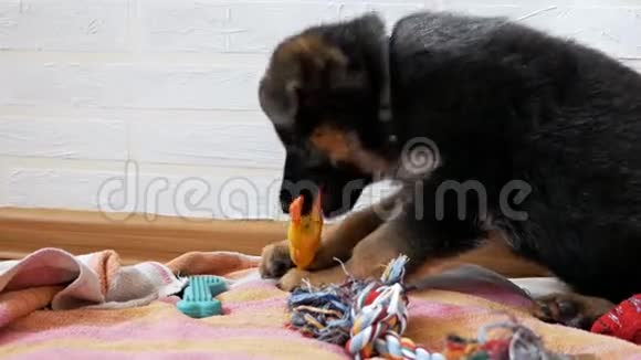 两个月大的狗带玩具德国牧羊犬太可爱了很有趣的狗年轻的德国牧羊犬玩玩具视频的预览图