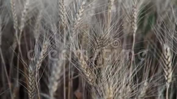 麦田地上的金色麦穗草甸麦田成熟穗的背景视频的预览图