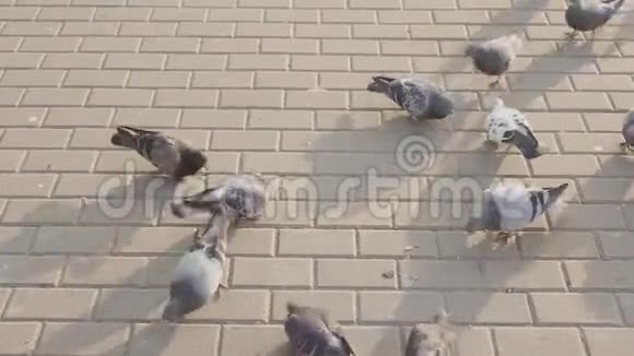 鸽子成群结队地吃面包屑视频的预览图
