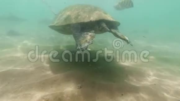 海洋海岸珊瑚礁上的热带鱼类绿海龟和鲨鱼的4k水下视频视频的预览图