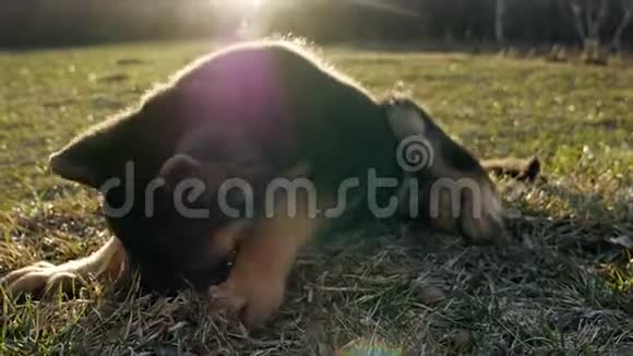 德国牧羊犬小狗在绿草中一只纯种狗的小狗视频的预览图
